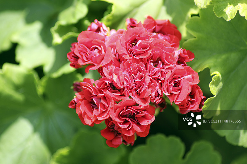 天竺葵图片素材