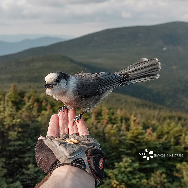 GrayJayBuffet图片素材