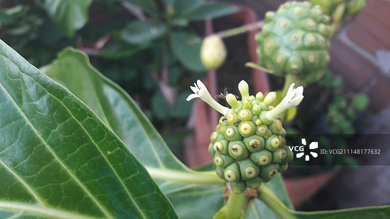 诺丽果图片素材