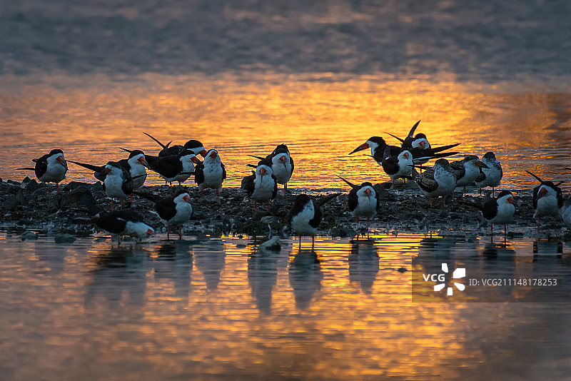 日出时的黑剪嘴鸥图片素材