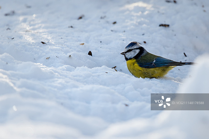 蓝山雀(青翠鸟)图片素材