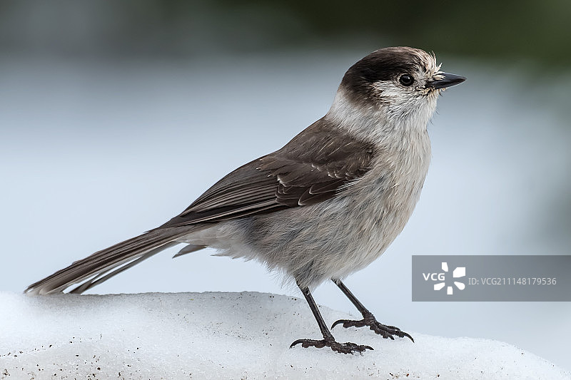 灰噪鸦图片素材