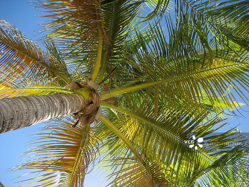 圣巴特岛圣让海滩阳光下的棕榈海滩图片素材