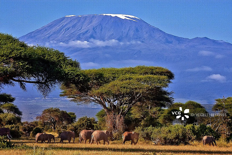 乞力马扎罗山与大象图片素材