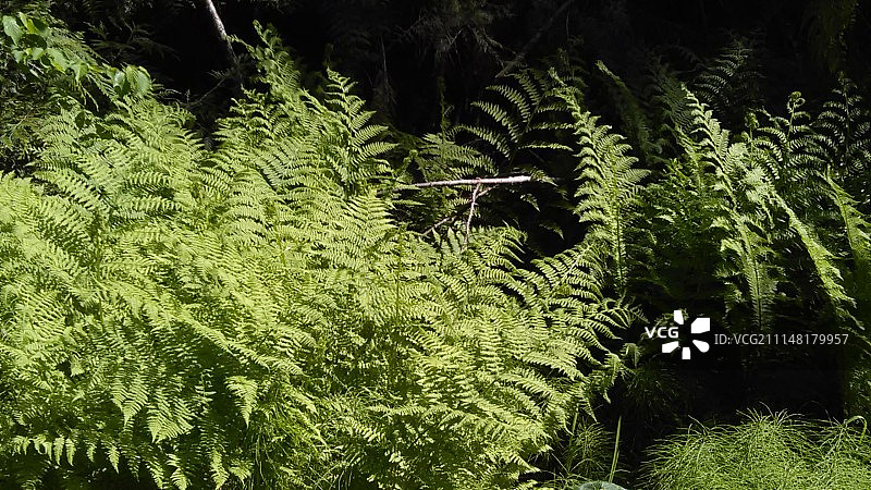 蕾丝蕨类植物图片素材