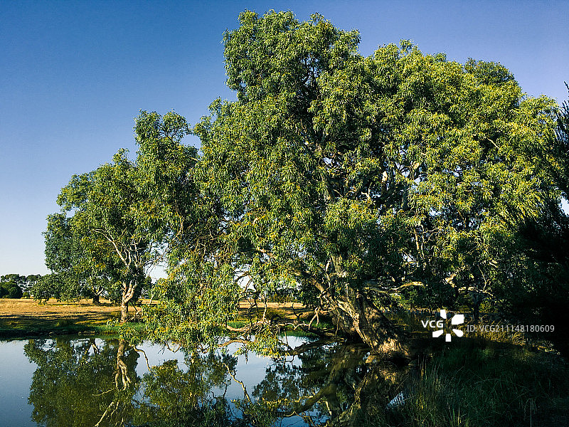 池塘上的桉树图片素材