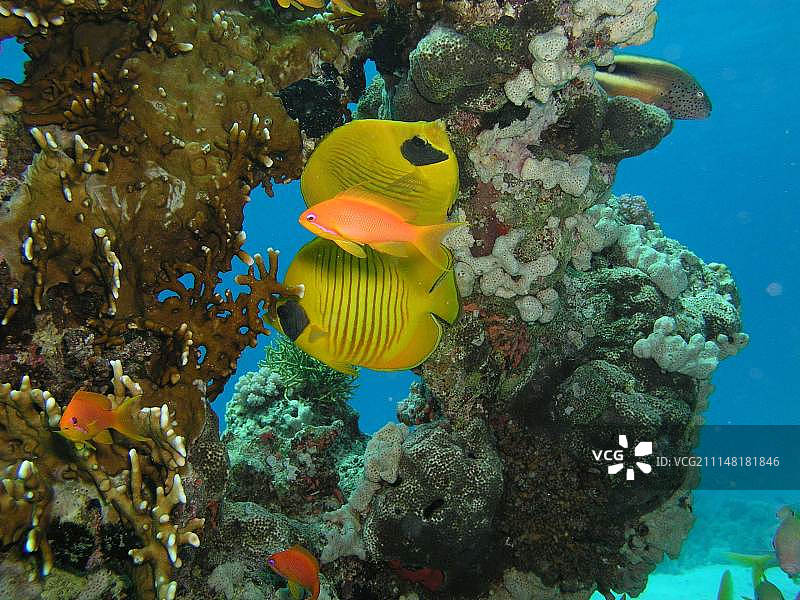 水下拍摄：珊瑚礁及其生物图片素材