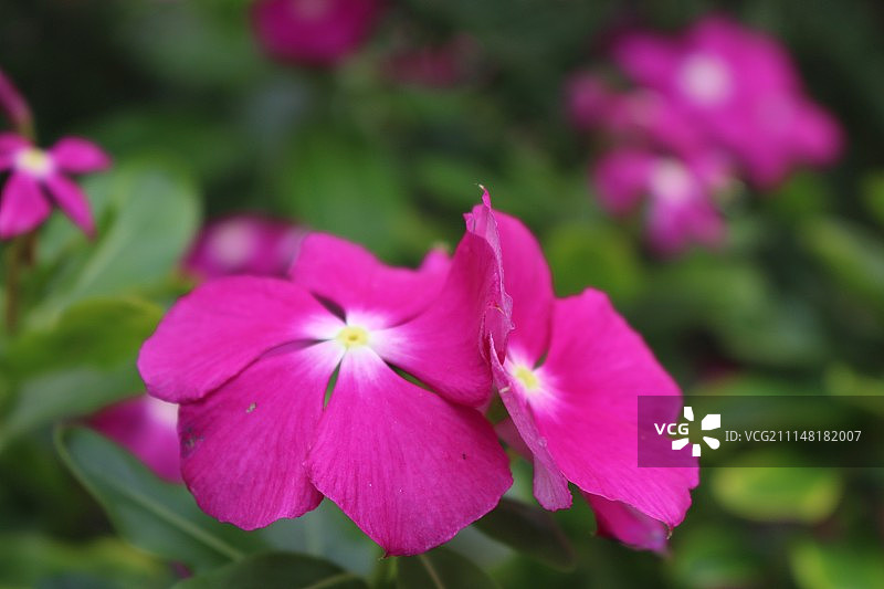 瓦努阿图卢甘维尔图片素材