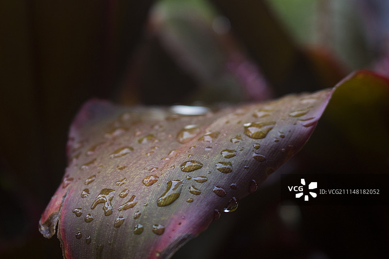 瓦努阿图卢甘维尔图片素材