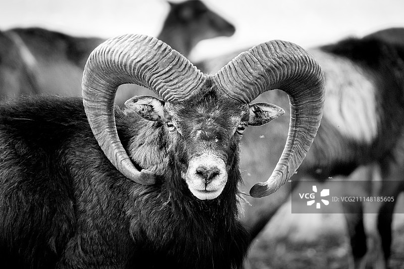 摩弗伦羊肖像图片素材