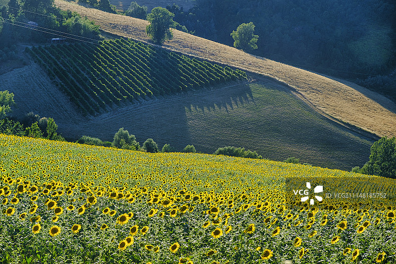 伊莫拉和里奥洛泰尔梅之间的景观（艾米利亚-罗马涅）图片素材