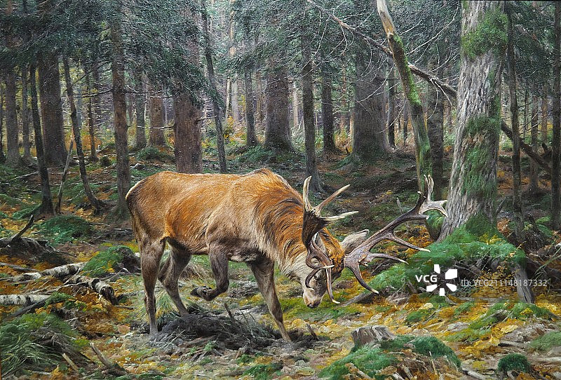 迷失的麋鹿图片素材