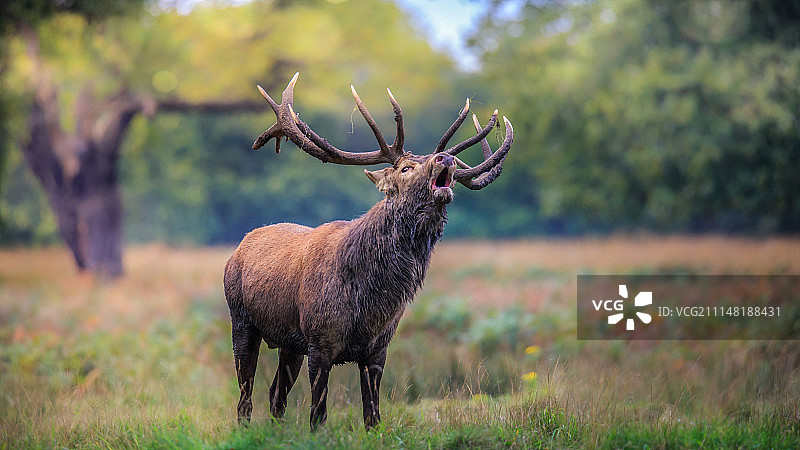 强大的图片素材