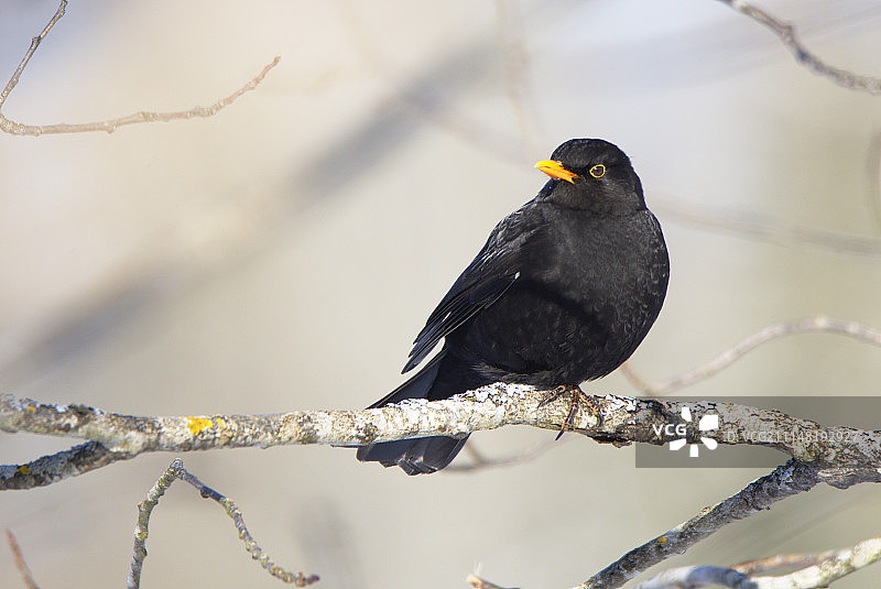 一只普通的乌鸫图片素材
