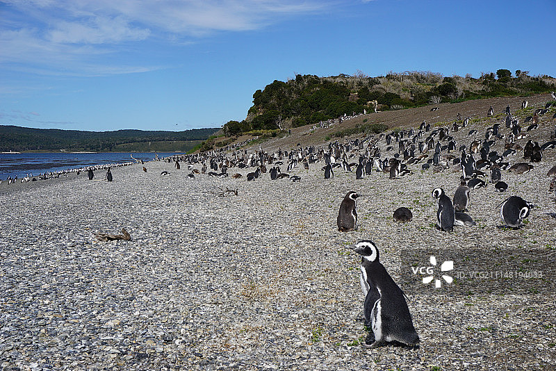 阿根廷火地岛的比格尔海峡图片素材