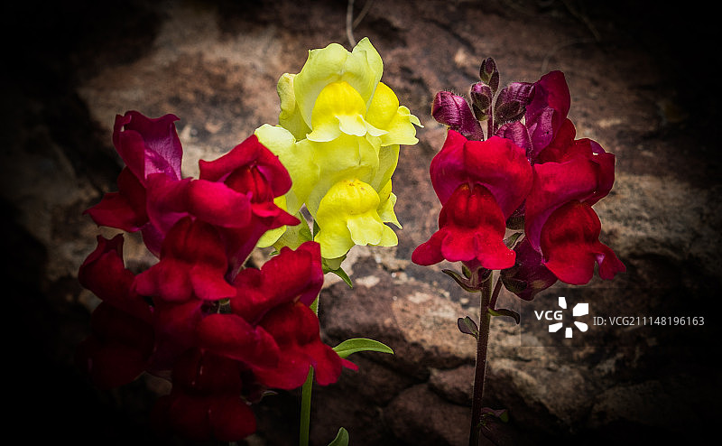 金鱼草图片素材