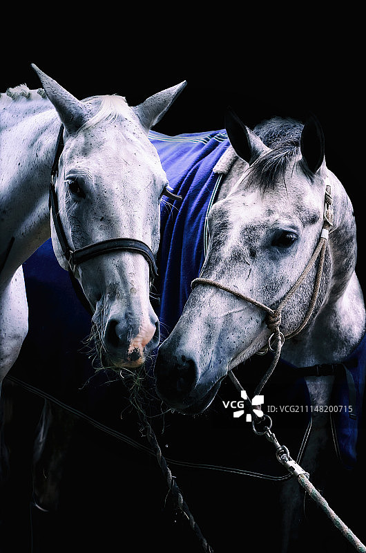 奥利和卡斯图片素材