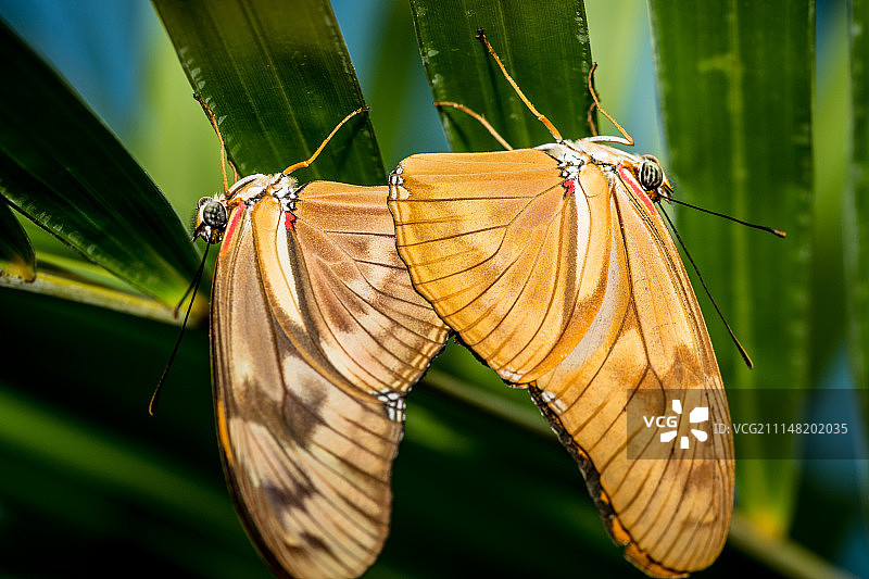 植物上蝴蝶特写镜头图片素材