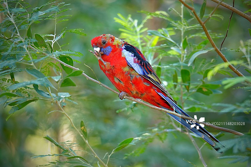 深红玫瑰鹦鹉图片素材