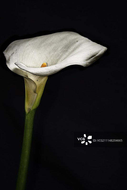 风信子图片素材