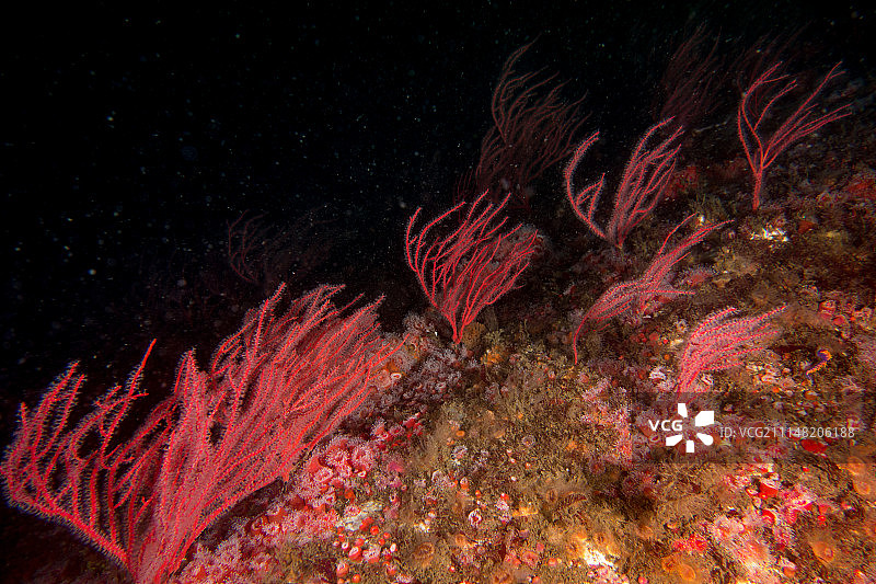 圣地亚哥的育空号残骸夜景图片素材