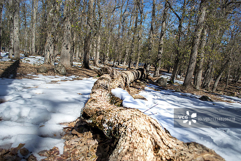 伊夫兰乡村的森林图片素材