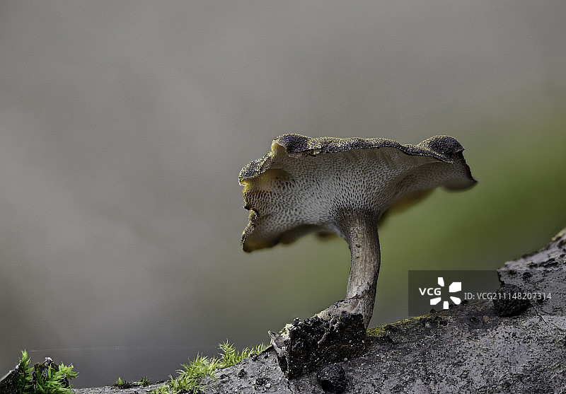 冬季小孔菌图片素材
