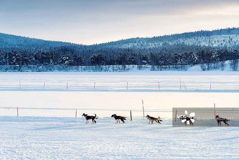 风景与狗图片素材