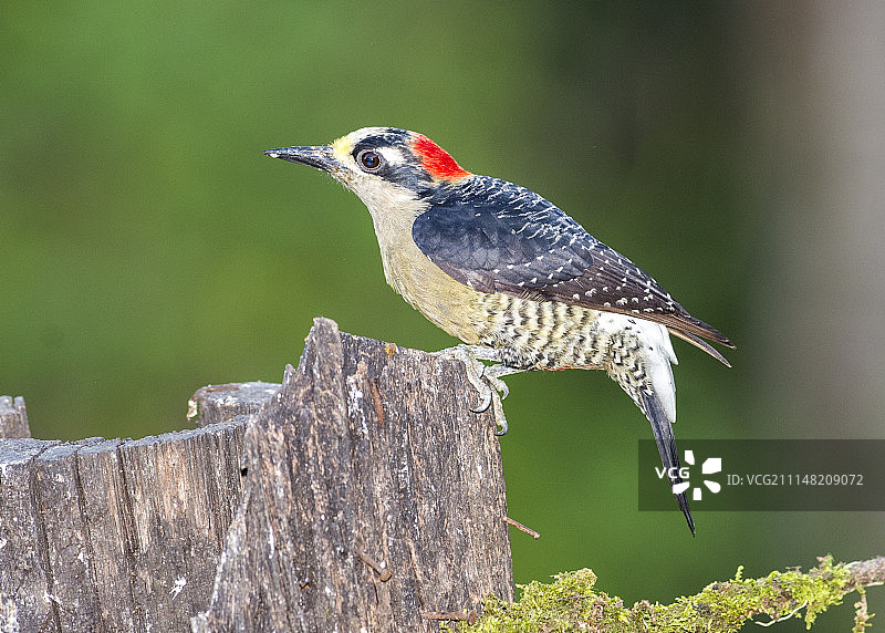 黑颊啄木鸟（雌性）图片素材