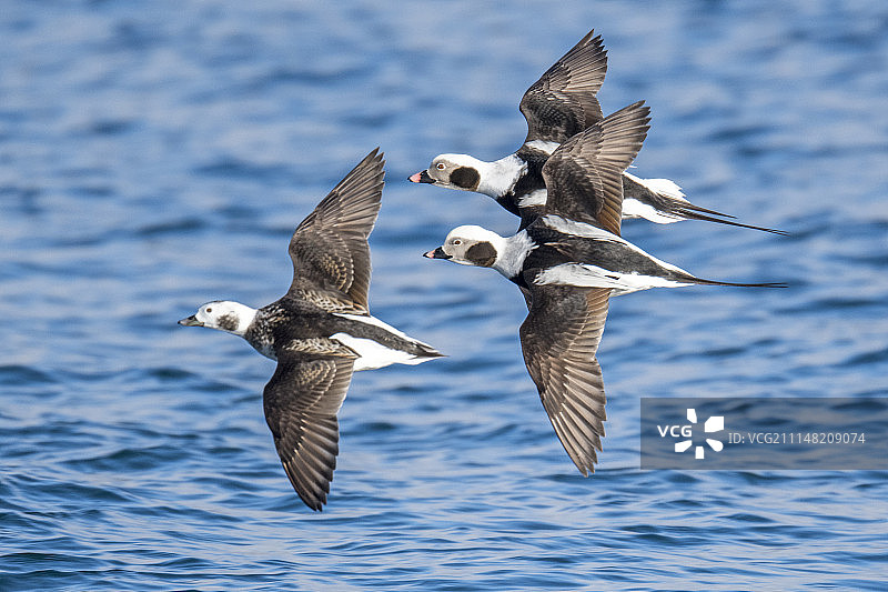 关注她……图片素材