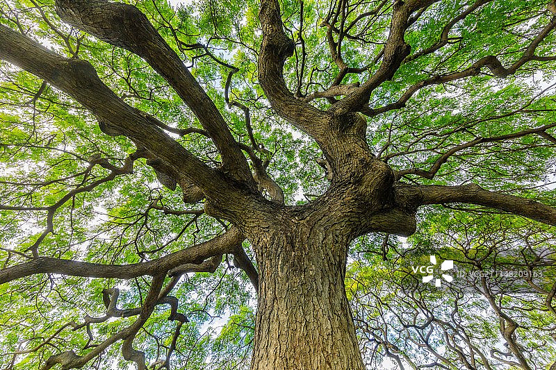 美国火奴鲁鲁图片素材
