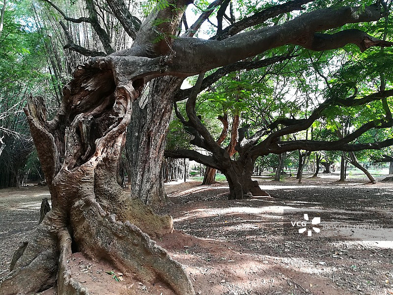 卡邦公园图片素材