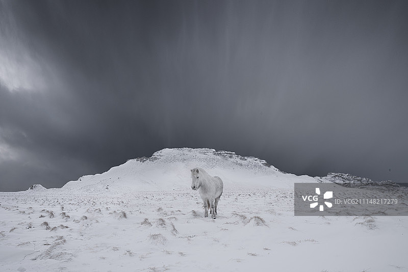 冰岛马图片素材