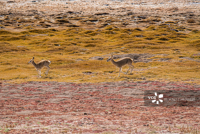 保护动物 无人区动物 动物生存图片素材