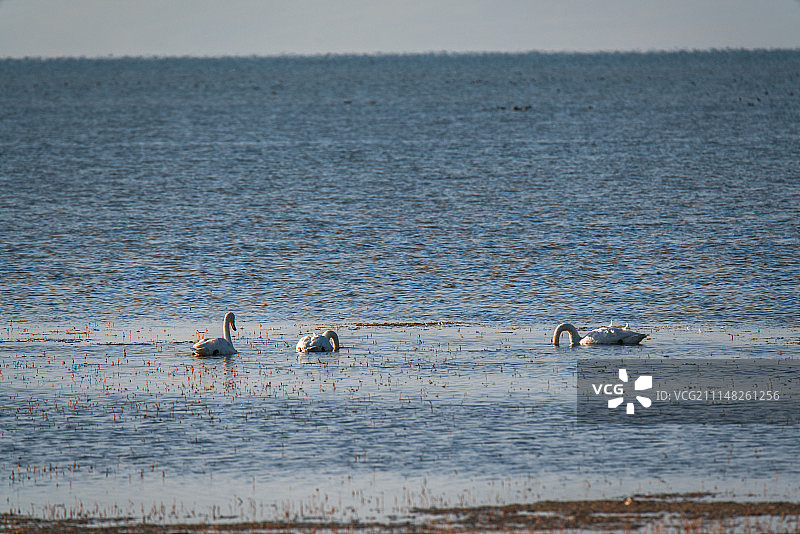 保护动物 无人区动物 动物生存图片素材