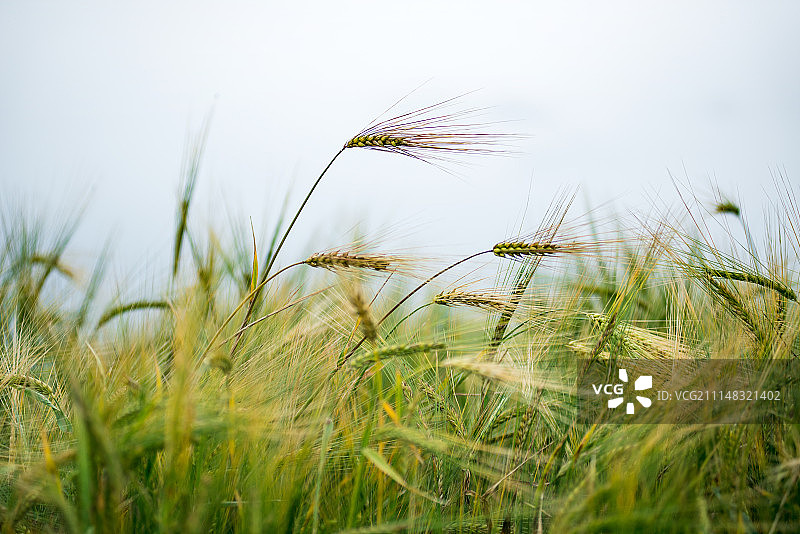 青稞种植地图片素材
