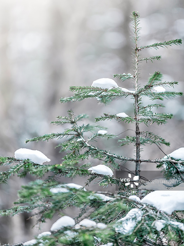 小松树图片素材
