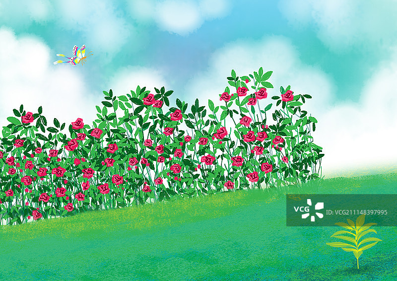 唯美背景元素组图共3000多幅-玫瑰花园图片素材