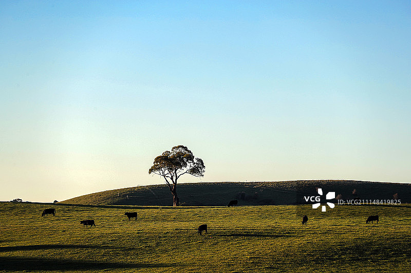 牧场的牛群图片素材