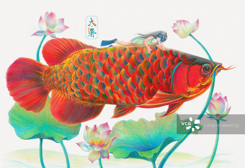 节气之大暑图片素材