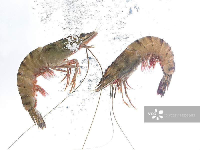 虾图片素材