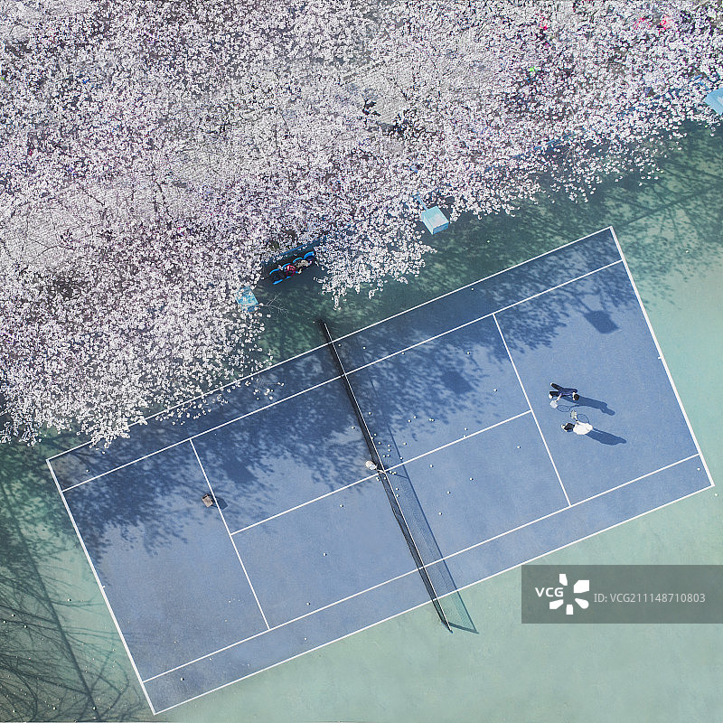 航拍同济大学樱花大道图片素材