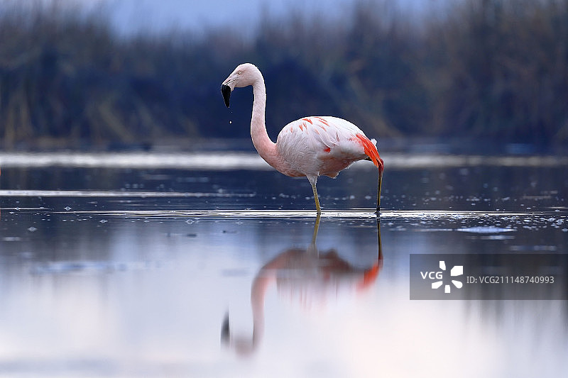 在泻湖上的智利火烈鸟图片素材