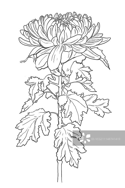 花,菊花图片素材