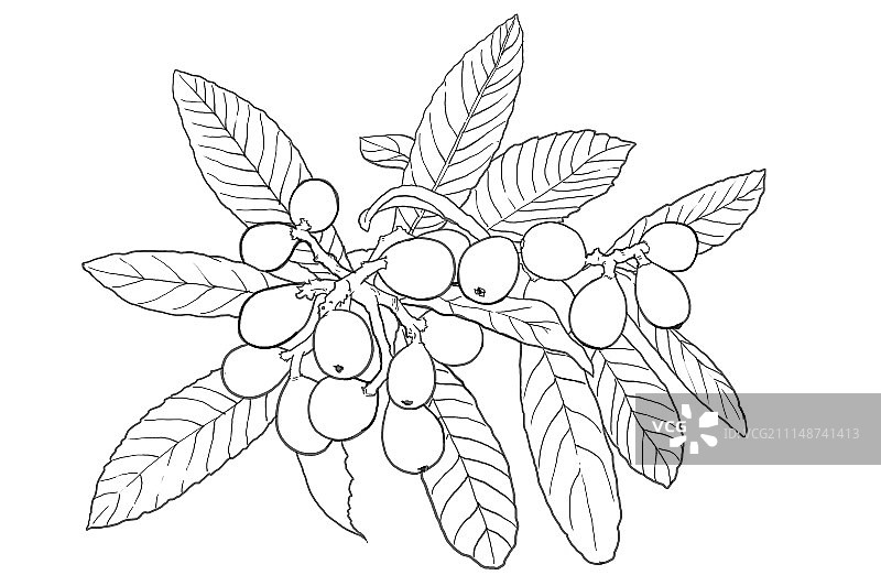 枇杷,枇杷叶图片素材