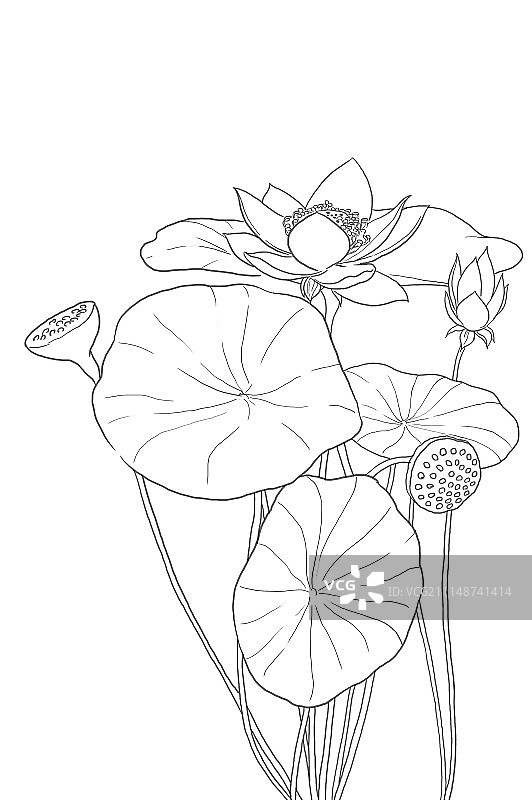 花,荷花图片素材