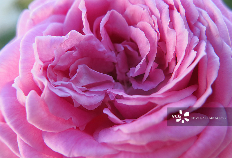 粉色花朵微距摄影图片素材