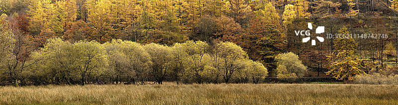 紫杉树潭全景图片素材