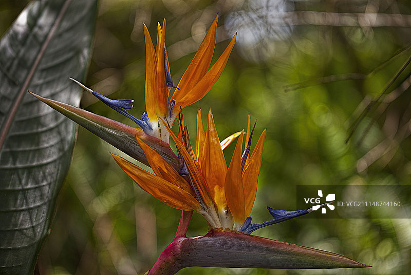 天堂鸟图片素材