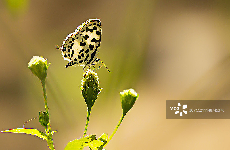 普通皮埃罗图片素材